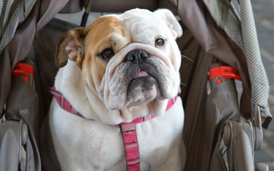 No, Having A Dog Is Not Like Having A Baby
