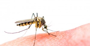 Zika Virus: What You Absolutely Must Know