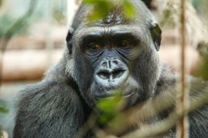 You should be angry about the gorilla, but not for the reason you think.