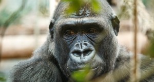You should be angry about the gorilla, but not for the reason you think.