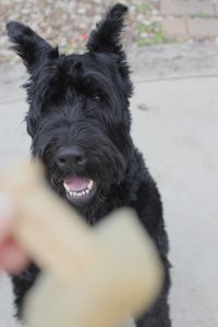 Dog Popicles