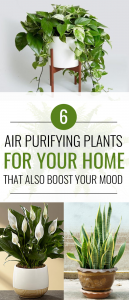 Air Purifying Plants