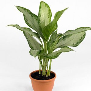 Air Purifying Plants - Chinese Evergreen