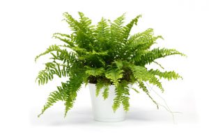 Air Purifying Plants - Boston Fern