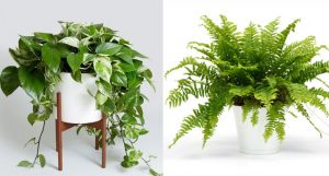6 Air Purifying Plants That Will Clean The Air And Boost Your Mood