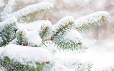 Will You Get A White Christmas?