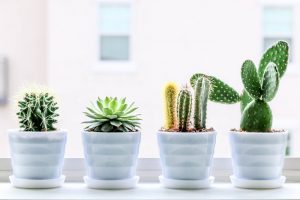 7 Critical Things I've Learned About Growing Succulents