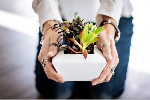 7 Critical Things I've Learned About Growing Succulents