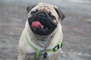 Weird Dog Behavior Explained by Experts