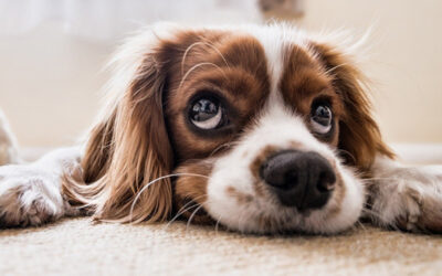 Weird Dog Behavior Explained by Experts