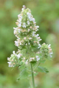 catnip repels cockroaches