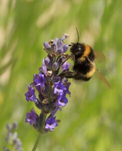 lavender repels gnats
