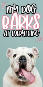 My Dog Barks At Everything. How I got my dog to finally stop barking.