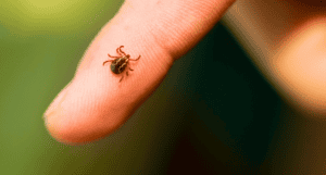 a tick on a funger