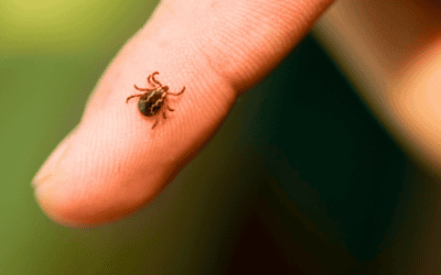 a tick on a funger