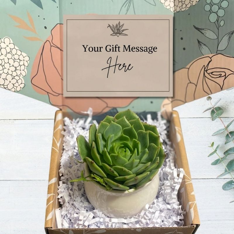 gifts under fifteen bucks